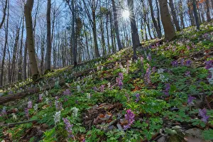 Hollow: Hollowroot - dense carpet of pink and white flowering hollow