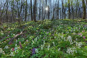 Hollow: Hollowroot - dense carpet of pink and white flowering hollow