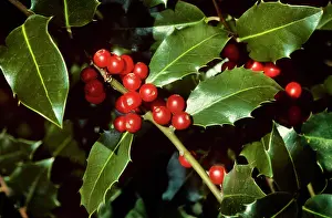 Aquifolium: Holly - with berries
