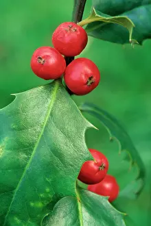 Aquifolium: Holly with berries