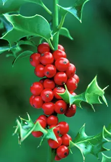 Aquifolium: HOLLY - and berries