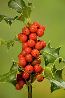 Aquifolium: Holly with berries