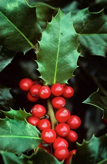 Aquifolium: Holly with berries close-up