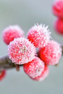 Aquifolium: Holly Berries - with covering of frost