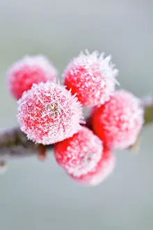 Aquifolium: Holly Berries - with covering of frost