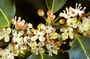 Aquifolium: Holly - in blossom