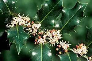 Aquifolium: Holly - in blossom