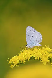 Goldenrod: Holly Blue
