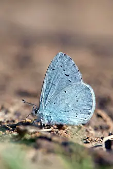 Celastrina: Holly Blue Butterfly