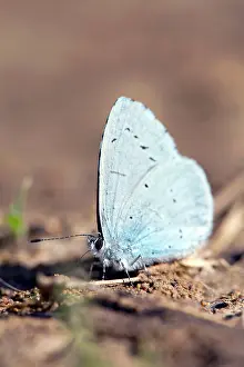 Celastrina: Holly Blue Butterfly