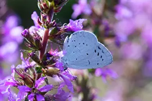 Celastrina: Holly Blue Butterfly - feeding on garden flower