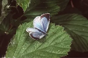 Holly: HOLLY BLUE BUTTERFLY - female resting on leaf
