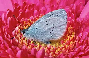 Celastrina: Holly Blue BUTTERFLY - on gerbera