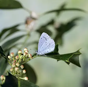 Jack Bailey: HOLLY BLUE BUTTERFLY - Sitting on holly leaf