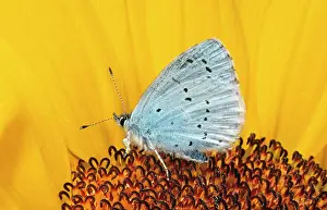 Celastrina: Holly Blue BUTTERFLY - on sunflower