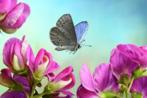 Celastrina: Holly Blue (Celastrina argiolus) in flight on the