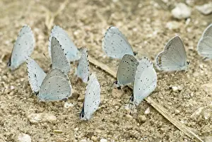 Zoopharmacognosy: Holly Blues with one Short-tailed Blue Butterfly