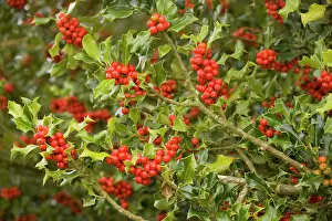 Holly bush laden with berries