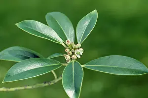 Aquifolium: HOLLY -C/U OF LEAVES & FLOWERS