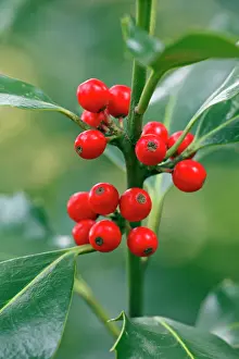 Aquifolium: Holly - close up of berries and leaves