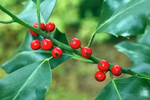 Aquifolium: Holly - close up of berries and leaves