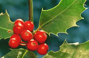 Holly - close-up of berries