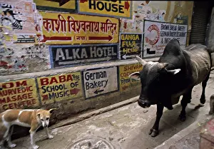 Uttar: Holly cow and dog in the streets of Varanaci India