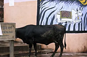 Representations: Holly cow and drawing to cow Varanaci India