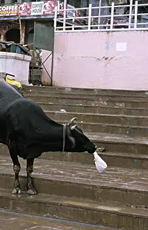 Uttar: Holly cow eating a plastic bag Varanaci India