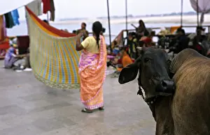Uttar: Holly cow and extending women's clothes Varanaci India