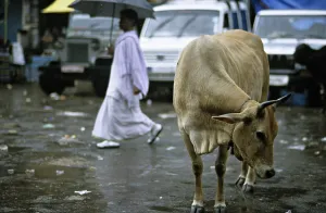 Uttar: Holly cow in the rain in the streets of Varanaci India