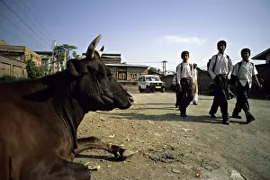 Student: Holly cow and school boys in the streets of Srinagar Inde