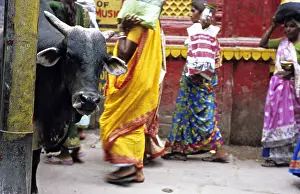 Uttar: Holly cow and women in the streets of Varanaci India