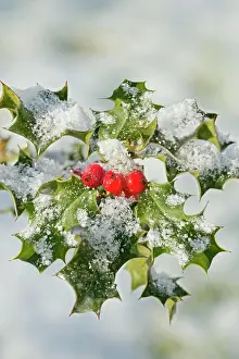 Holly E with frosted berries