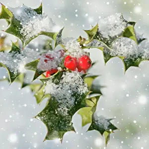 250521: Holly - with frosted berries