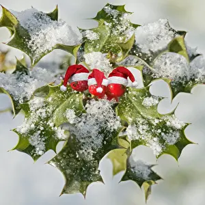 151119: Holly - with frosted berries and Christmas hats