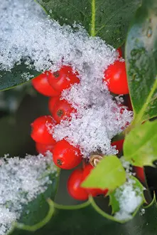 Ilex: Holly