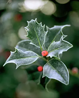 Ilex: Holly