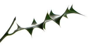 Ilex: Holly