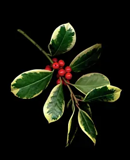 Ilex: Holly