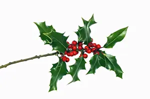 Ilex: Holly