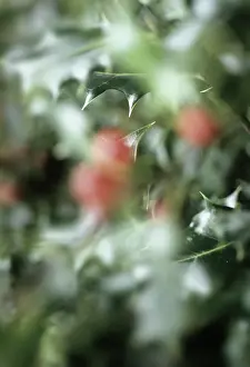Layers: Holly