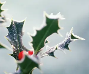 Ilex: Holly