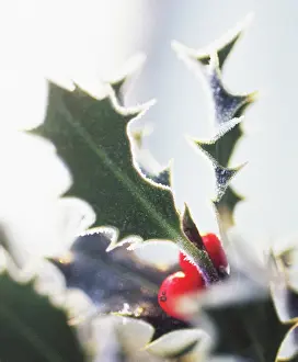 Ilex: Holly