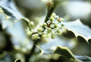 Ilex: Holly