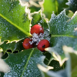 Sprig: Holly