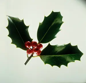Aquifolium: Holly