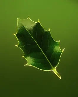 Aquifolium: Holly