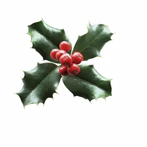 Aquifolium: Holly