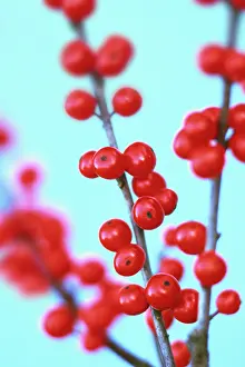 Aquifolium: Holly